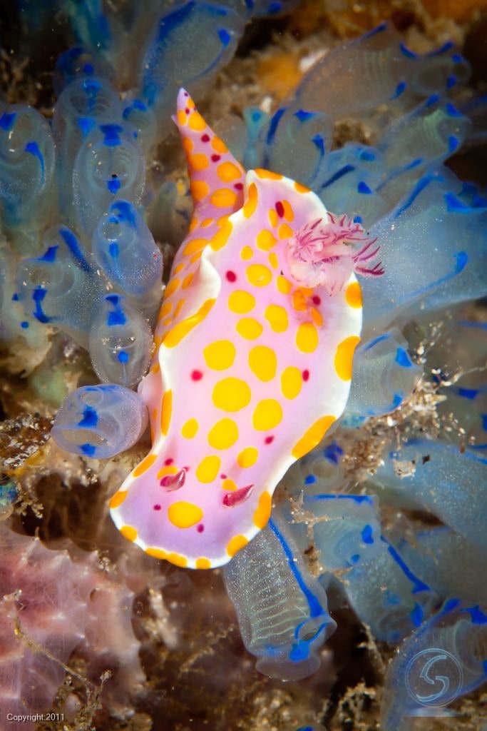 Chromodoris