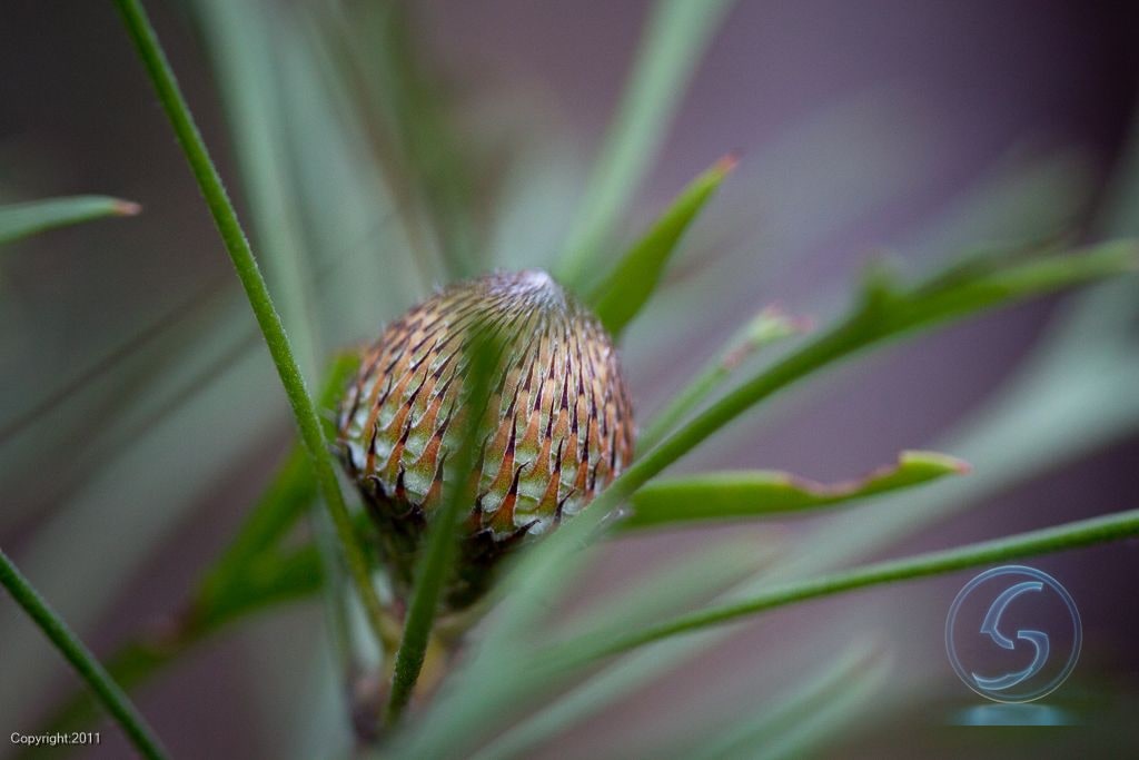 Closed Bud