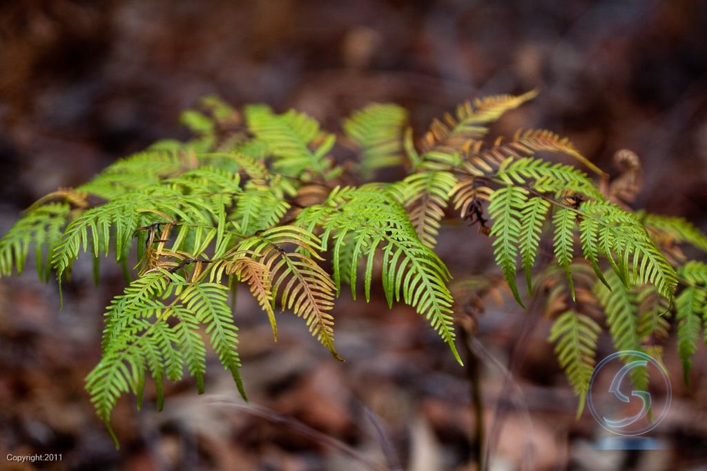Frond, Unfurling