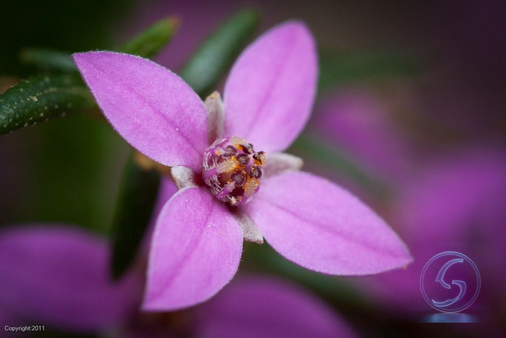 Five Petals
