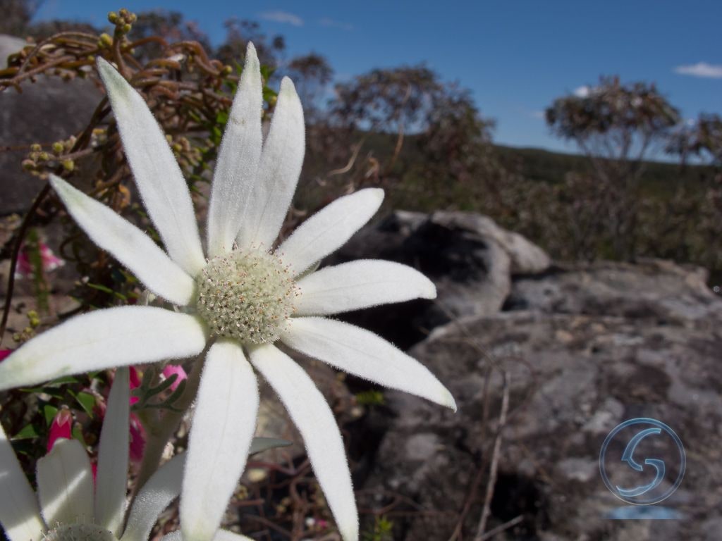 Flannel Flower, Headland