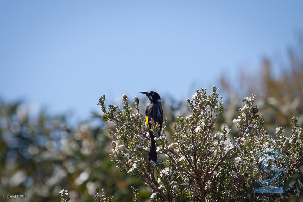 New Holland Honeyeater