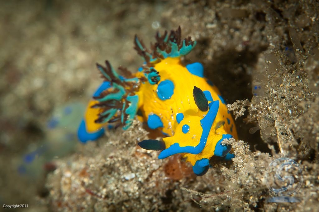 Nudibranch, Crowned