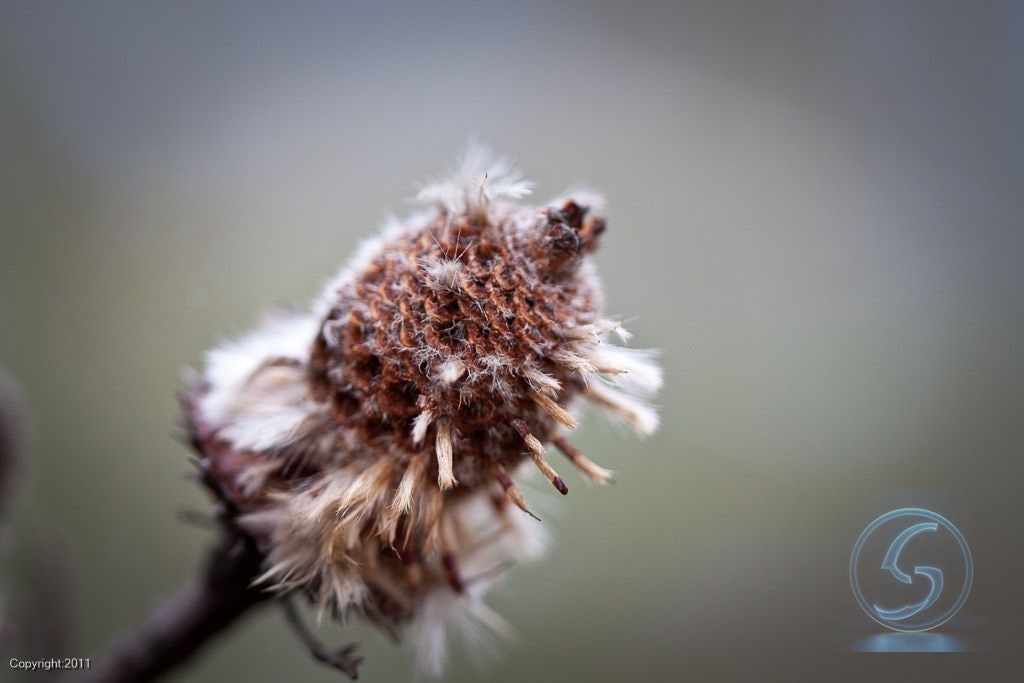 Seed Head, Spent